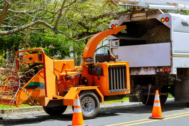 Tree Removal for Businesses in New Bedford, PA